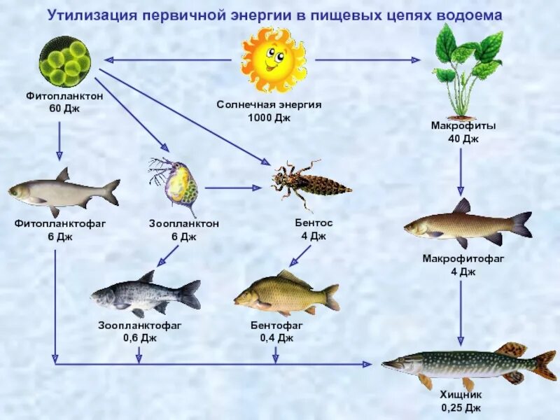 Трофическая структура водоема