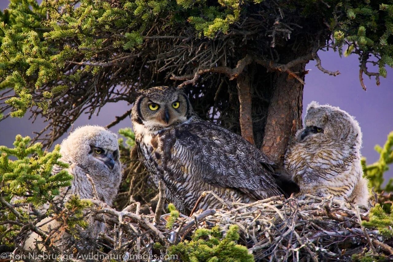 Сова на заливе. Филин гнездо. Филин (the Owl) 1991. Гнездо Совы Адлер. Ушастая Сова гнездо.