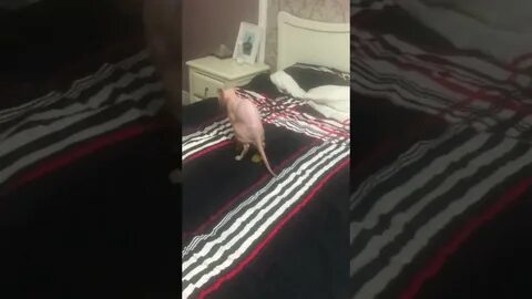 Какают на кровать
