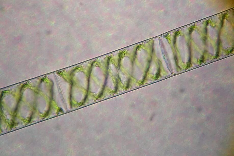Спирогира представитель. Спирогира водоросль. Нитчатая водоросль спирогира. Спирогира полусвязанная. Спирогира среда обитания.