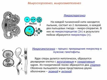 Микроспоры