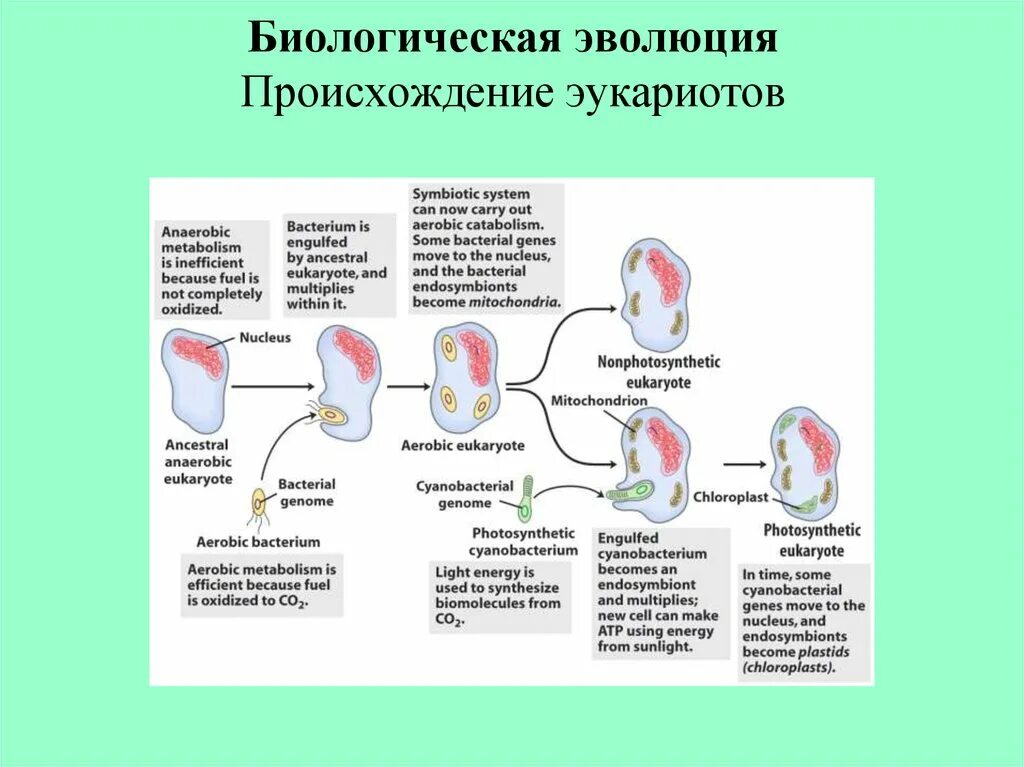 Эволюция биологическая система. Биологическая Эволюция. Эволюция это в биологии. Появление и Эволюция эукариотических клеток. Основные этапы эволюции клетки.