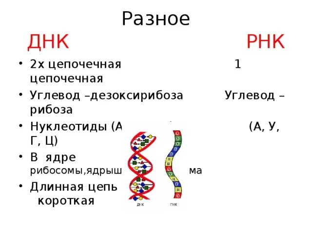 2х цепочечная ДНК аминокислоты. Нуклеотиды ДНК. 2 Цепочечная ДНК.