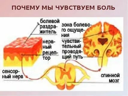Почему испытываю организм