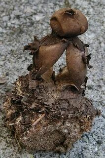 Звездовик