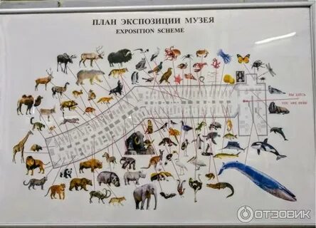 Зоологический музей на карте