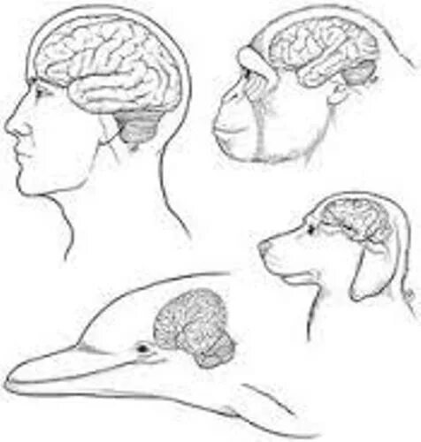 Какой мозг у приматов. Мозг человека и животного. Сравнение мозга человека и животных. Размеры мозга животных.