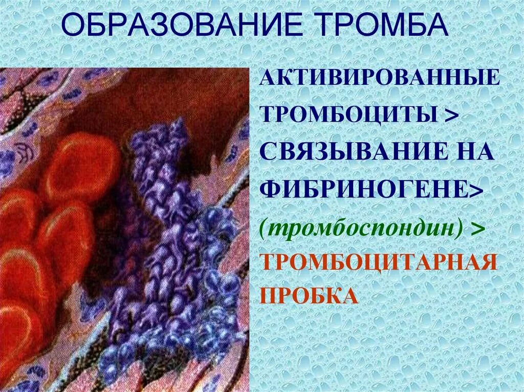 Формирование кровяного сгустка. Тромбообразование физиология. Основной тромб