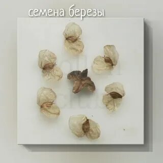 Семена березы