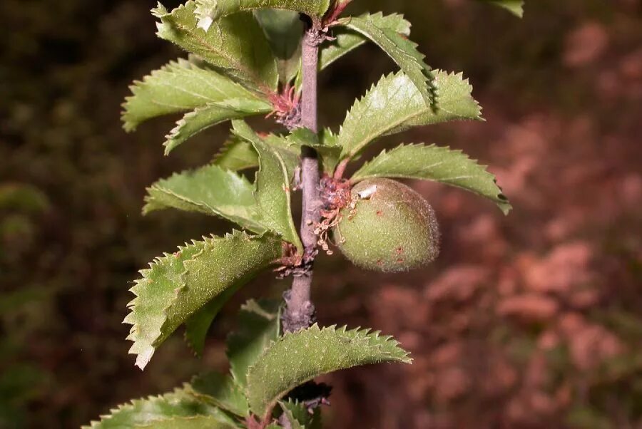 Prunus перевод. Prunus pedunculata. Prunus Necrotic ringspot virus. Prunus virus на листьях. Неповирус розеточной мозаики персика.