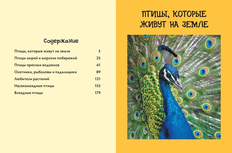 Тест про птиц. Книги о птицах для детей. Птицы. Напиши каких перелетных птиц ты знаешь. Ты знаешь птиц.
