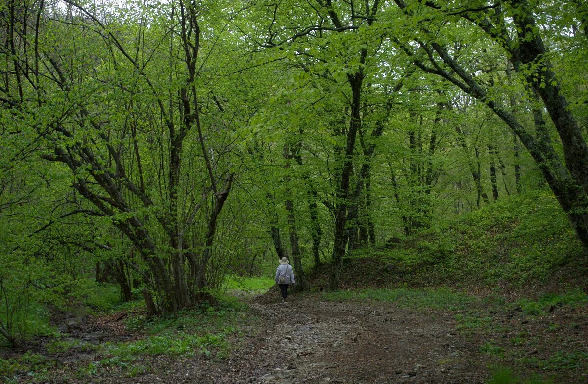 Карагач прохладненский. Заросли карагача. Карагач (Кабардино-Балкария). Урочище карагач. Карагач (Кабардино-Балкария) школа.