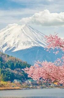 Oil jepang