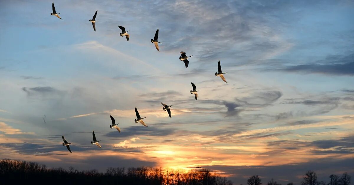 птицы в небе. в небе стая журавлей песня. осень журавлиный клин. караван журавлей журавлиный караван. перелетные птицы клин вереница стая.