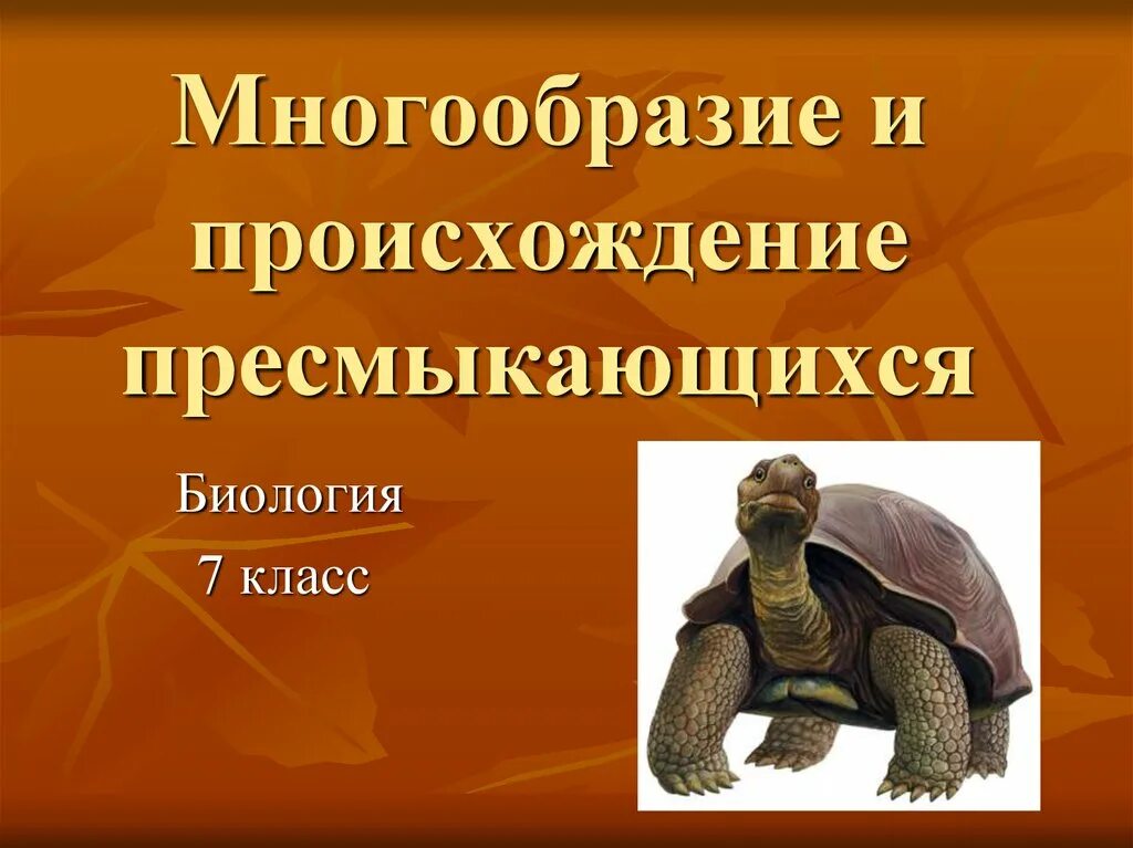 Биология 7 класс пресмыкающие. Разнообразие рептилий. Пресмыкающиеся презентация. Разнообразие пресмыкающихся. Многообразие класс пресмыкающие.