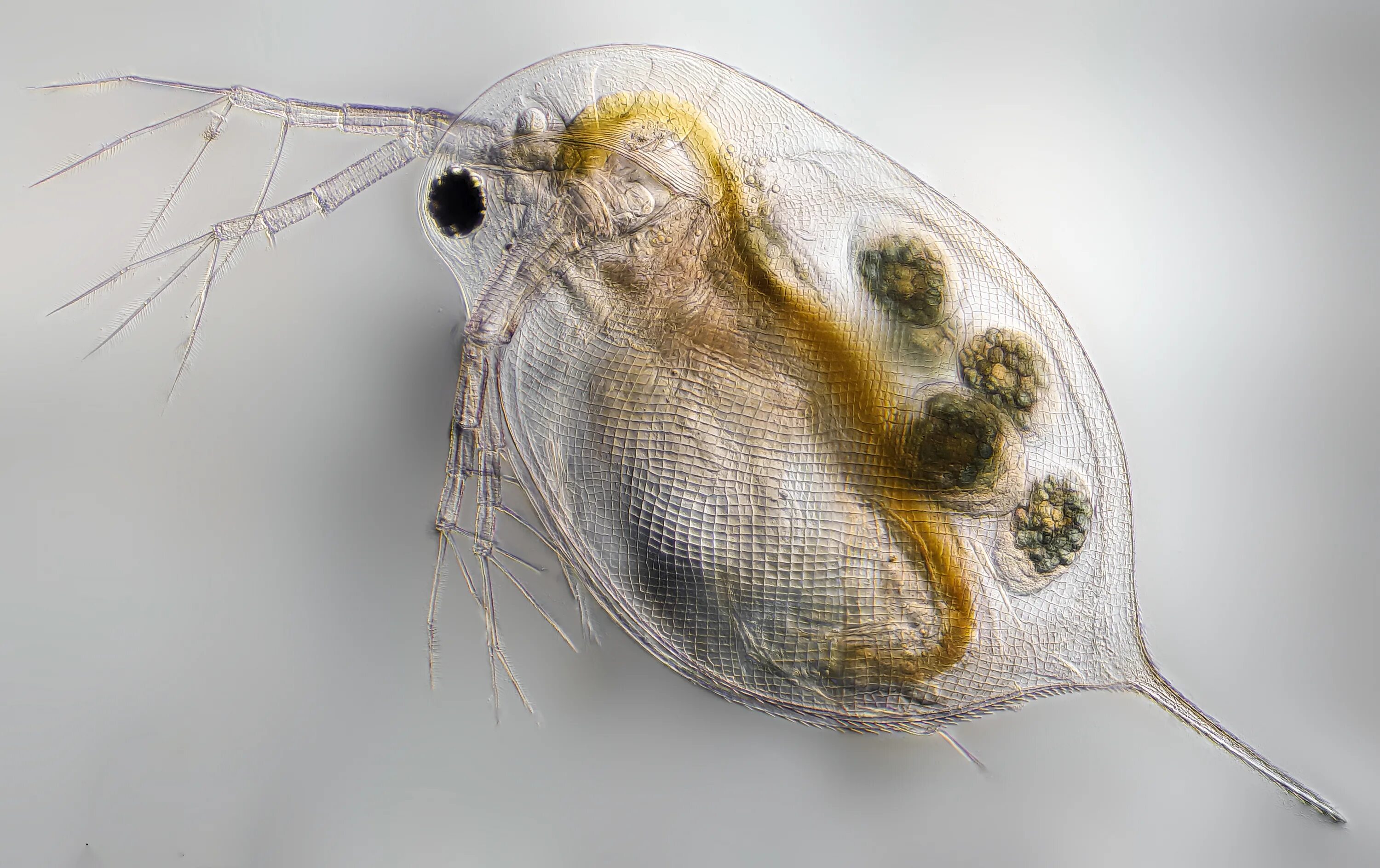 Дафния моина. Дафния cucullata. Дафния кукулята Daphnia cucullata. Ракообразные дафния и Циклоп.