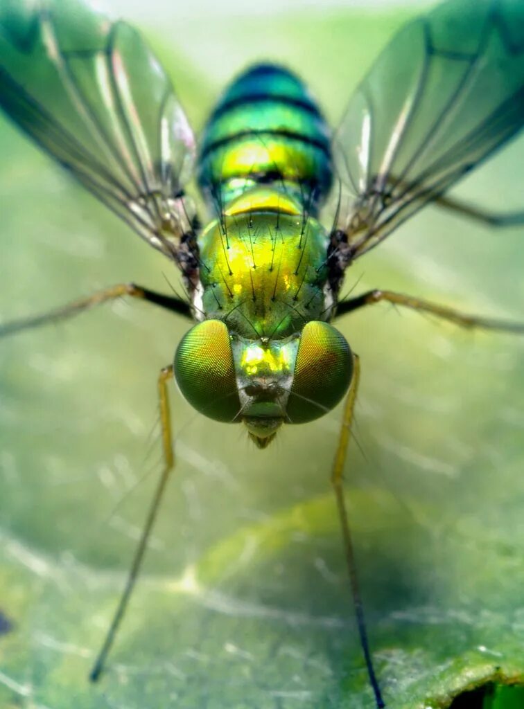 Fly green. Насекомые. Макросъемка насекомых. Макрофотографии насекомых.