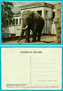 Шанго слон