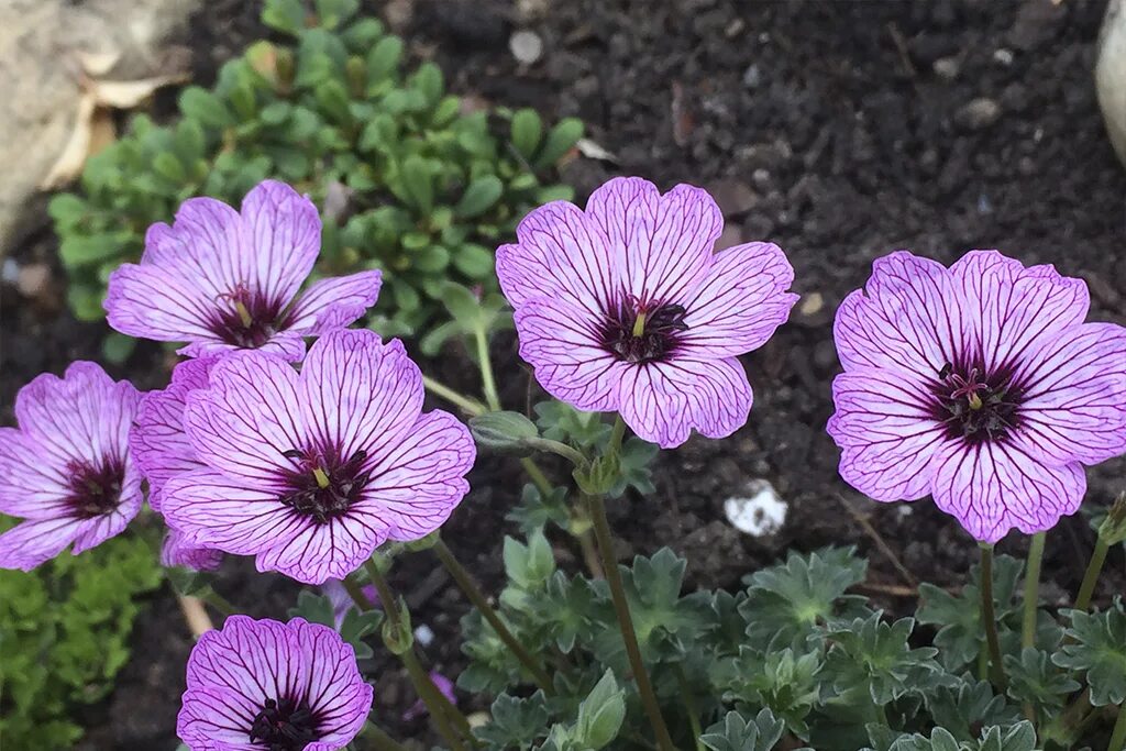 Герань пепельная ‘signal’. Герань пепельная geranium cinereum giuseppe. Герань парпл пиллоу. Герань джузеппе. Герань джузеппе.