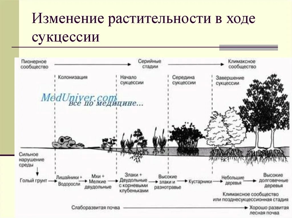 Образование пионерного сообщества 1 первичная 2 вторичная