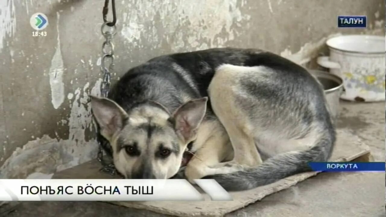 Усыпление и вывоз животных. Усыпление собаки с вывозом. усыпление животных котельники. усыпление собаки на дому с вывозом. усыпить собаку московская область.