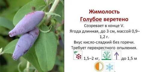 Голубое веретено описание сорта