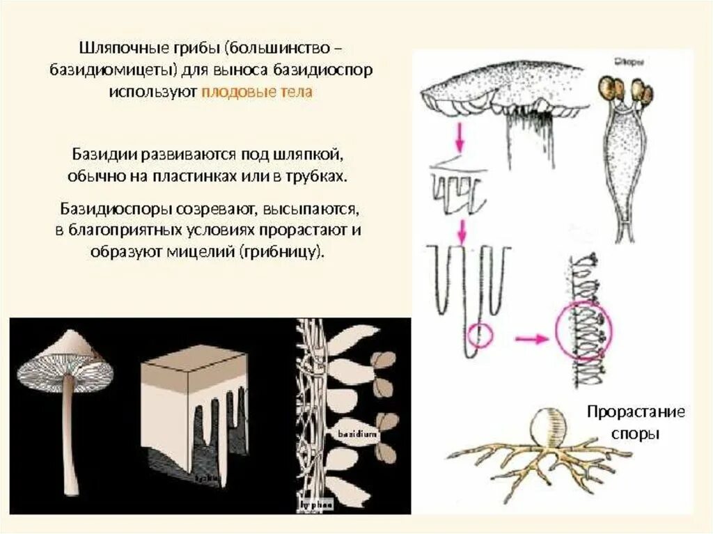 Прорастающие споры гриба. Базидиомицеты строение мицелия. Жизненный цикл базидиомицетов схема. Базидиоспоры грибов диплоидные. Базидиальные грибы строение.