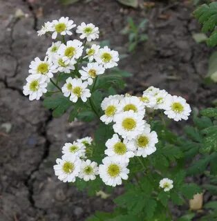 Пиретрум фото и описание