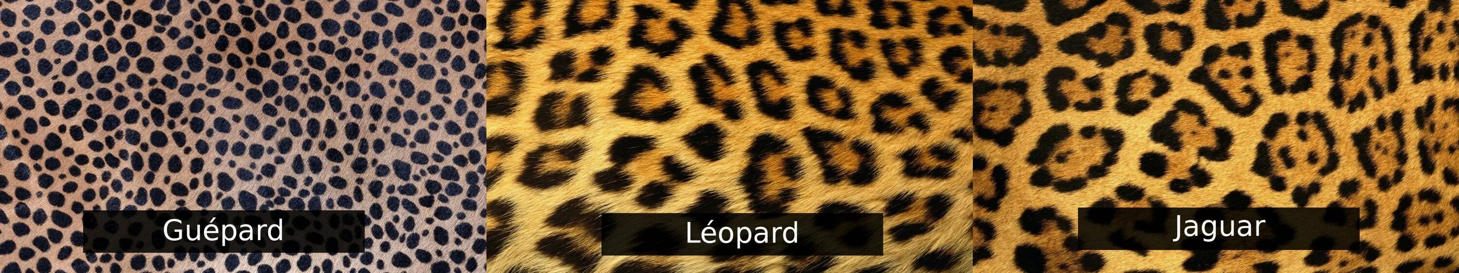 Гепард леопард Ягуар. Ягуар леопард гепард отличия. Пятна леопарда гепарда и ягуара. Гепард и леопард. Чем отличается леопард от ягуара