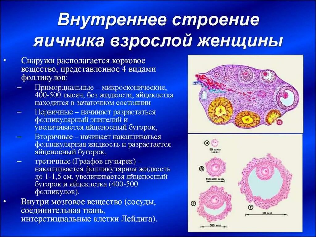 Внешнее и внутреннее строение яичника. Внешнее строение яичника. Типы фолликулов яичника таблица. Внутреннее строение яичника анатомия. Фолликулы созревают в