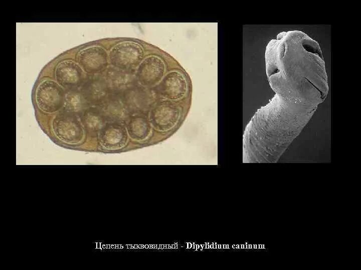 Dipylidium caninum. Яйца гельминтов огуречного цепня. Тыквовидный цепень яйцо. Тыквовидный цепень микроскоп.
