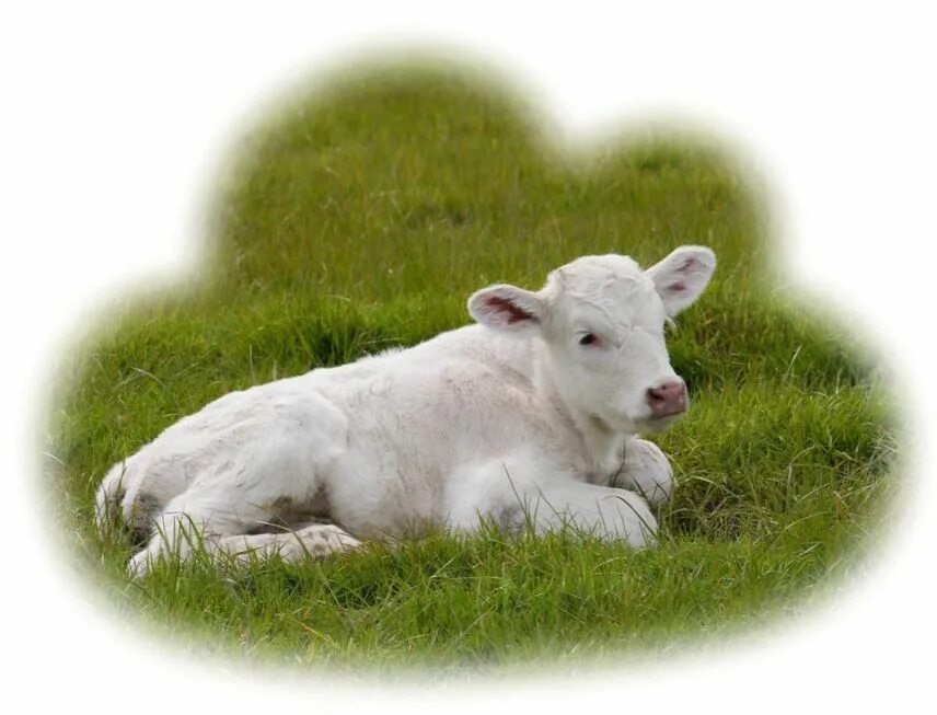 галловейская порода быков. белый бычок. бык с белой губой. аквитанская порода быков. белый бычок.