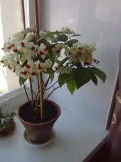 Клеродендрум обрезка и пересадка