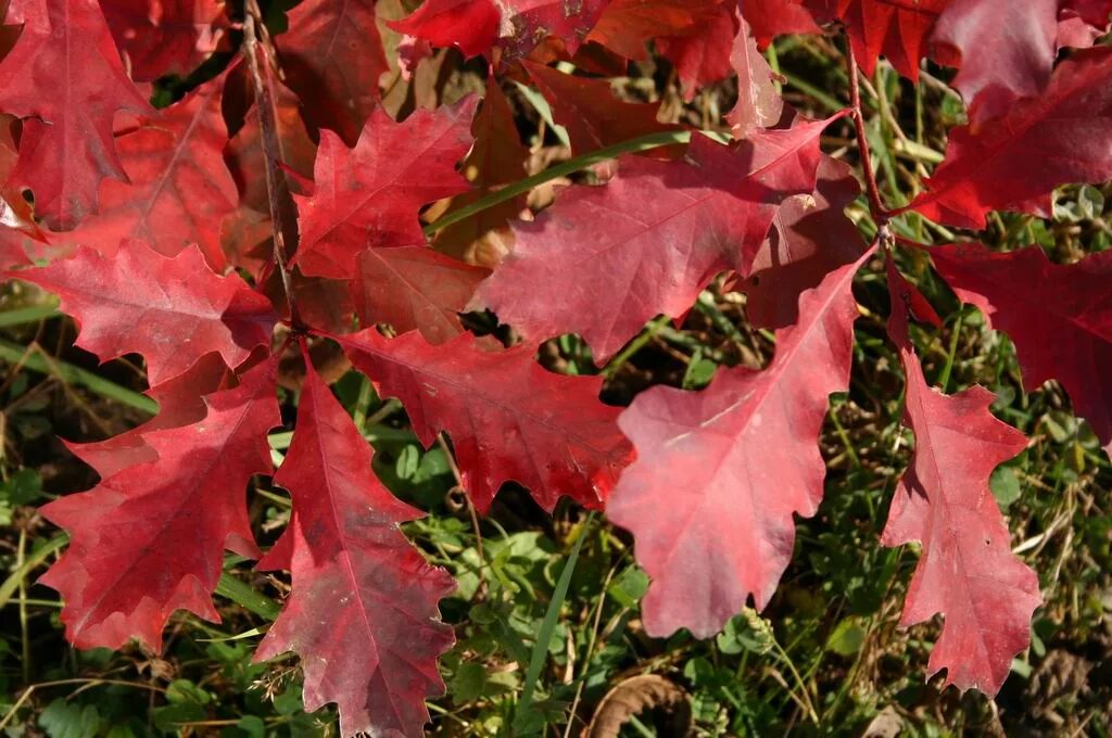 Красно черешчатый дуб. Дуб красный, Северный Quercus rubra. Дуб красный (канадский, остролистный). Дуб канадский краснолистный. Дуб красный Quercus rubra.