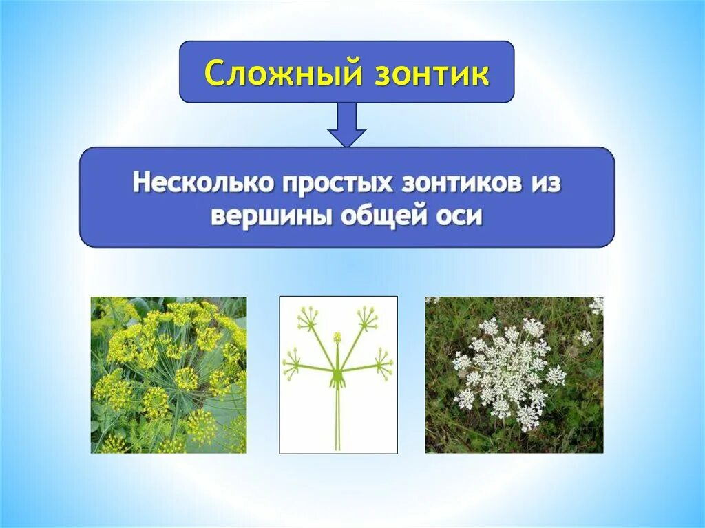 Биологическое значение соцветий 6. Соцветие. сложный зонтик. виды соцветий зонтик. простой зонтик.