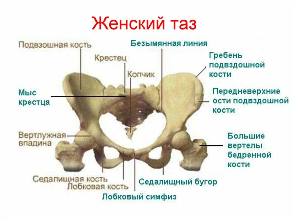 Ость подвздошной кости. Ость гребня подвздошной кости. Подвздошная кость женский таз кости. Тазовая кость гребень подвздошной кости. Лонная кость анатомия таза.