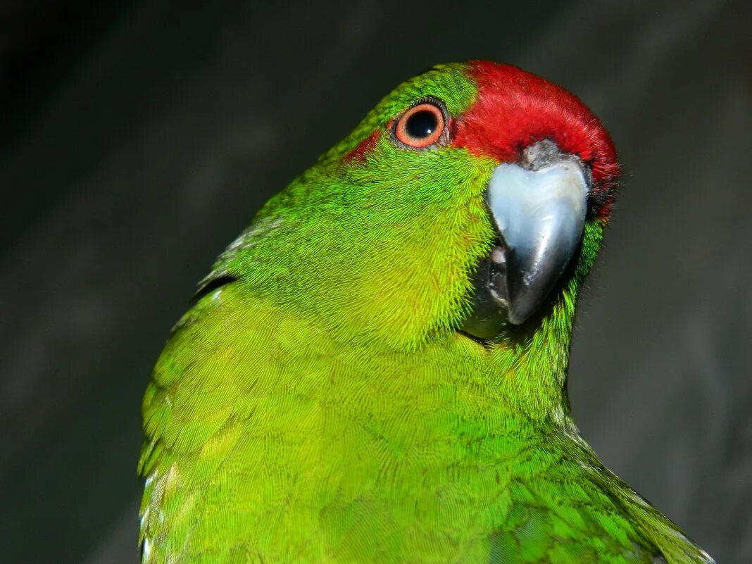 желтолобый амазон. ожереловый попугай белый. гриша попугайчик. хозяйка попугая sea. попугай гриша.