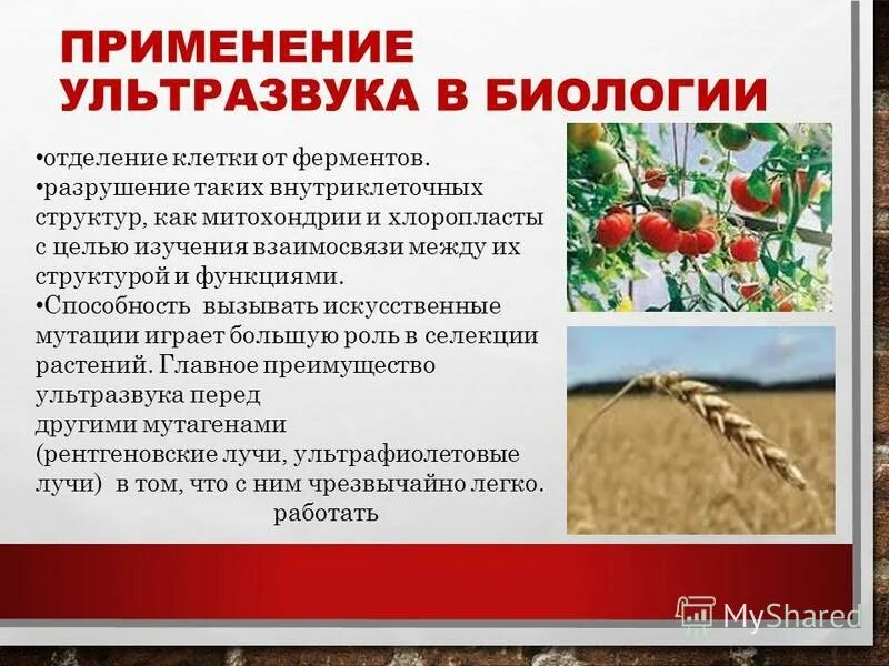 ультразвук в медицине выводы. ультразвук и инфразвук в медицине. использование ультразвука в медицине. актуальность влияния ультразвука на организм человека. применение ультразвука в технике.