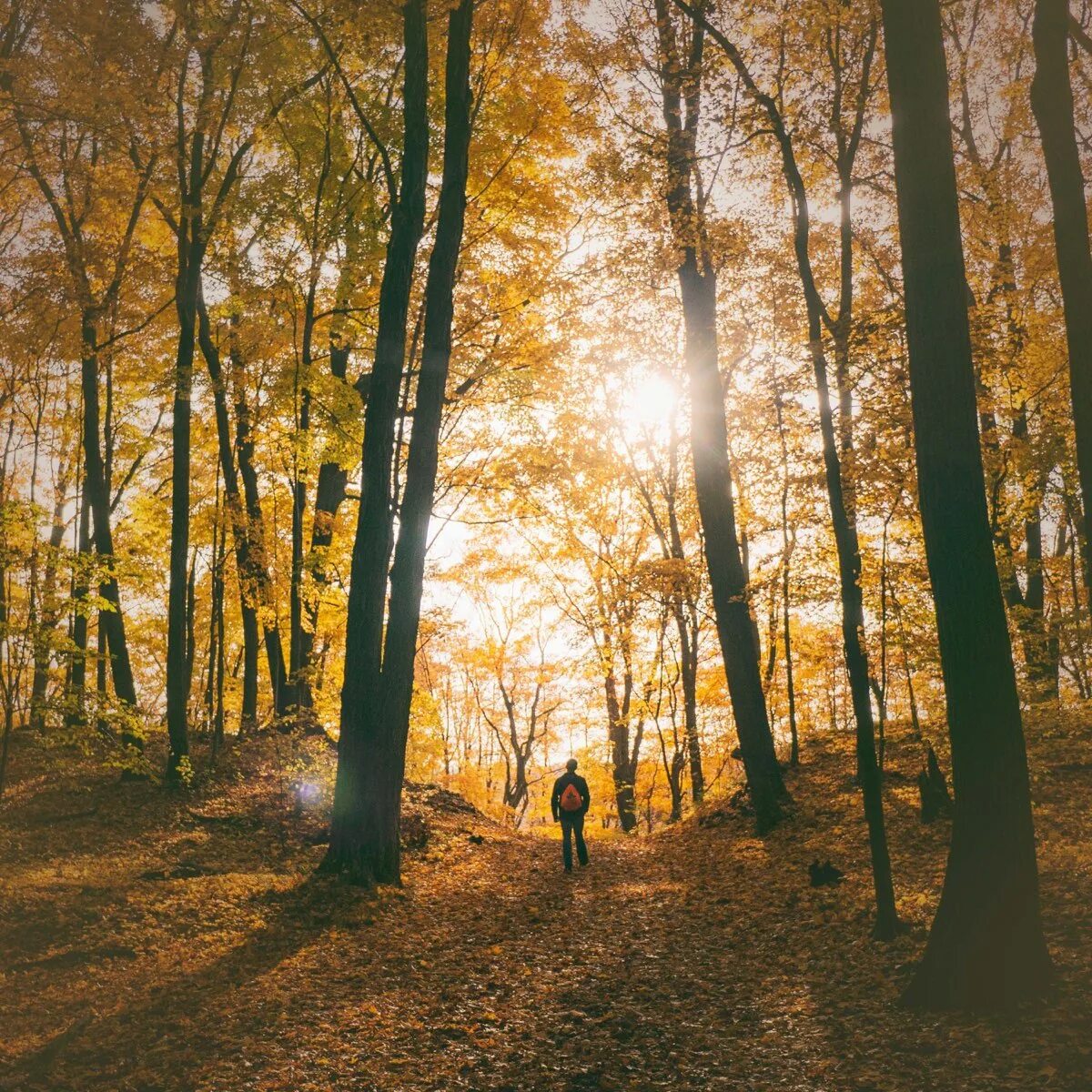 Relaxing walks. Осень фото. Осенний лес атмосферный. Желтый лес. Осень атмосфера.