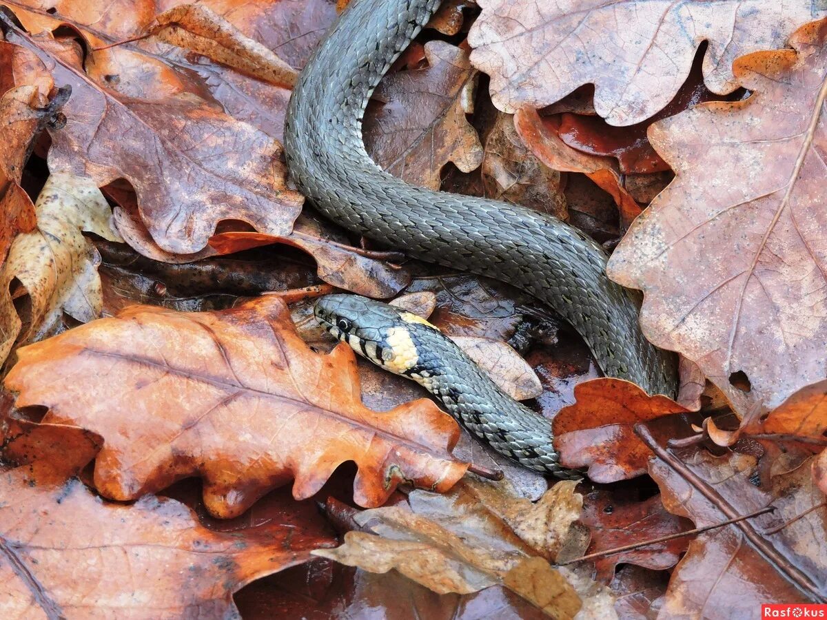 черная болотная гадюка. новый уж. полоз меланист. гадюка сибирская ядовитая. новый уж.