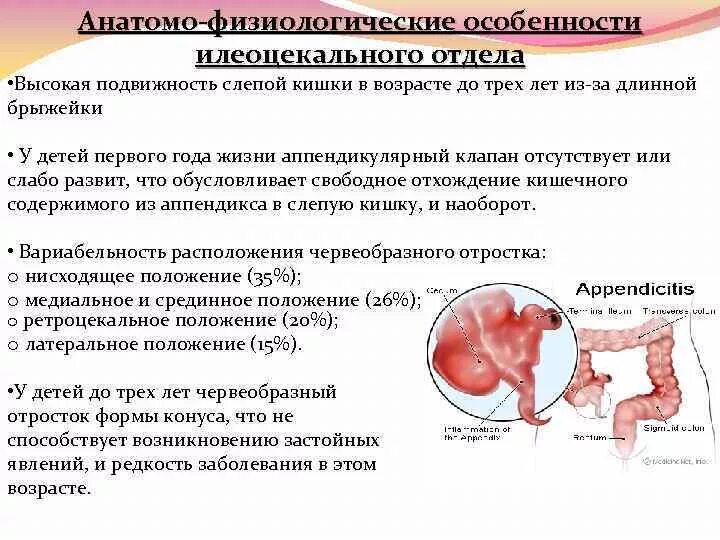 Анатомо физиологические особенности червеобразного отростка у детей. Анатомо-физиологические особенности аппендикса. Особенности червеобразного отростка. Анатомо-физиологические особенности.