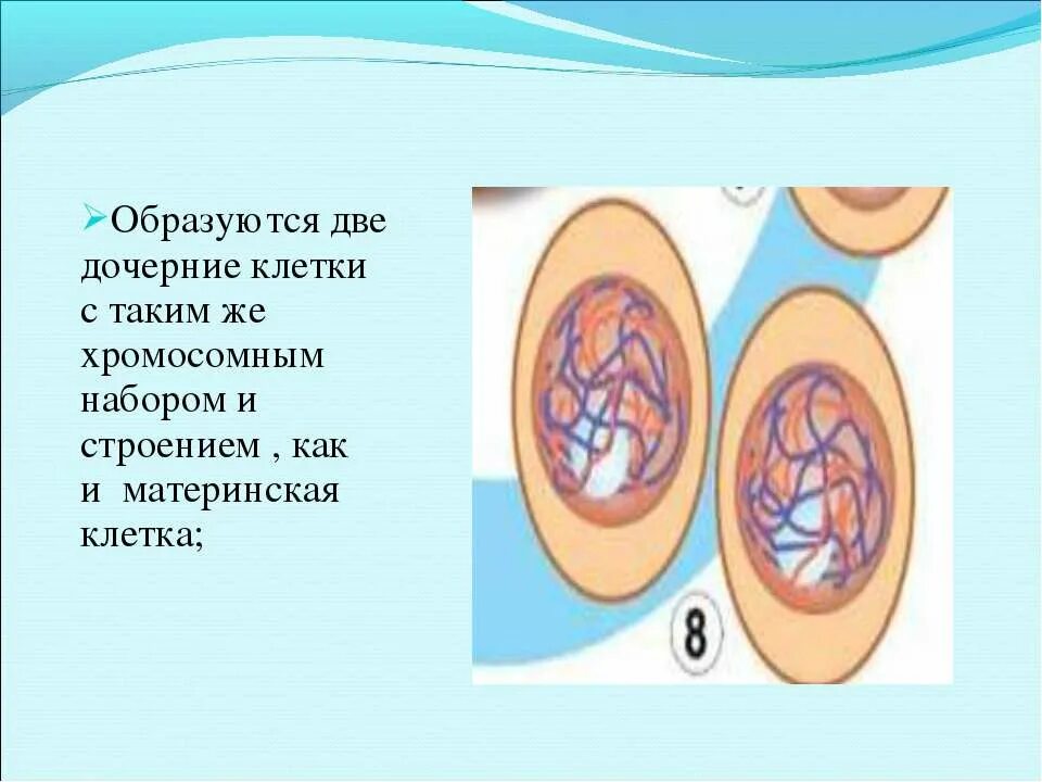 Материнская клетка. Материнская и дочерняя клетки. Материнская клетка дочерняя клетка. Дочерние клетки это. Дочерних клетках любого организма при митозе образуется