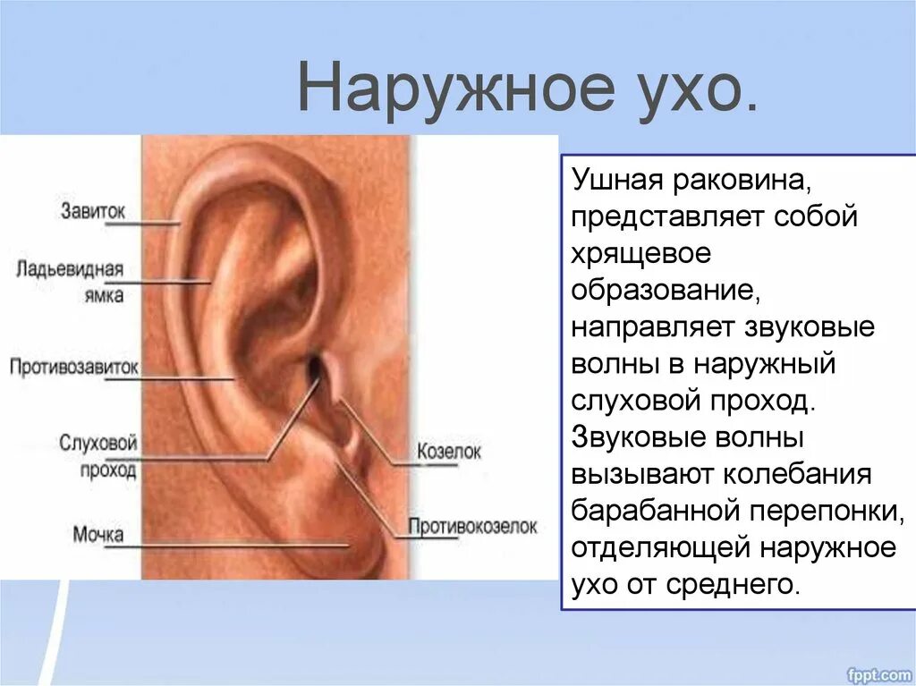 Строение уха человека описание