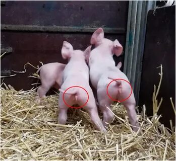 Farm Sex Pig.