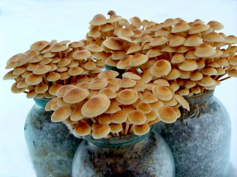 Фламмулина мицелий. Культивируемые грибы опенок зимний. Мицелий грибов опенок зимний. Шампиньоны вёшенки опята. Выращивание грибов купить мицелий