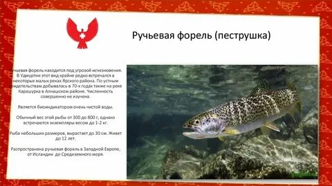 Форель текст