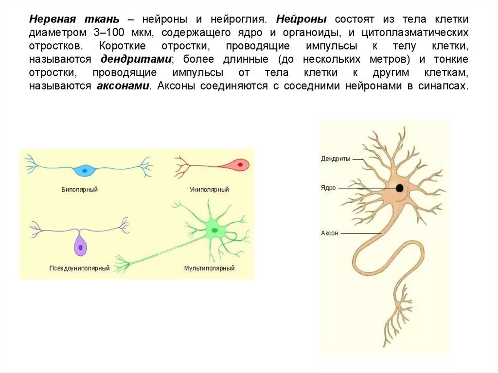 Распределите по группам характеристики отростков нервной клетки. Схема нервная ткань Нейрон нейроглия. Строение нейрона и нейроглии. Клетки составляющие нейроглию нервной ткани. Клетки нервной ткани таблица.