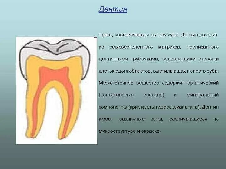 Основу зуба составляет