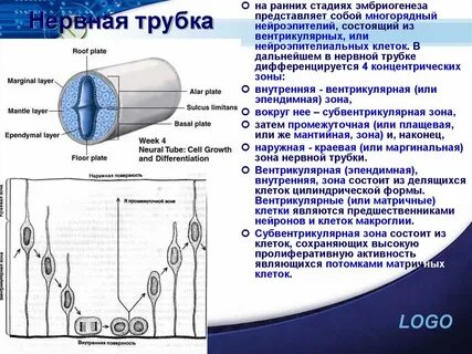 Слои нервной