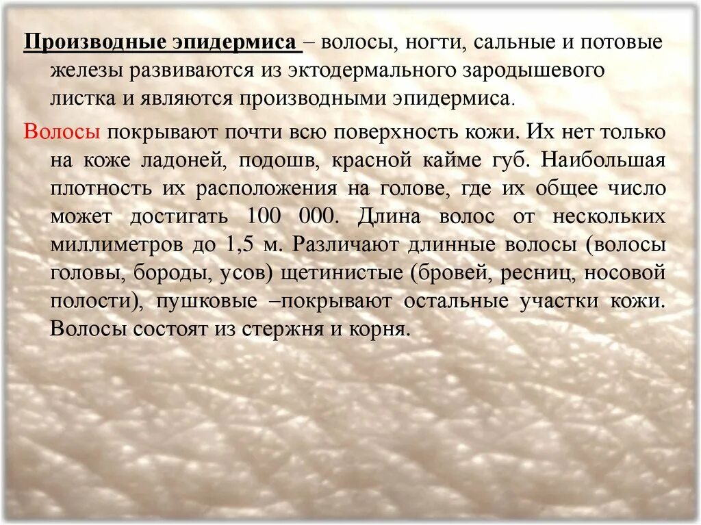 Строение и функции производных кожи. Производные кожи. Производные эпидермиса кожи у человека. Производные кожи волосы и ногти. Ногти и волосы являются производными эпидермиса.